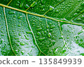 hotograph of raindrops on leaves after a rainstorm, taken in the backyard garden. 135849939