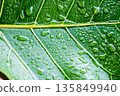 hotograph of raindrops on leaves after a rainstorm, taken in the backyard garden. 135849940