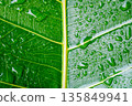 hotograph of raindrops on leaves after a rainstorm, taken in the backyard garden. 135849941