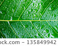 hotograph of raindrops on leaves after a rainstorm, taken in the backyard garden. 135849942