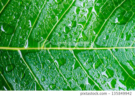 hotograph of raindrops on leaves after a rainstorm, taken in the backyard garden. hotograph of raindrops on leaves after a rainstorm, taken in the backyard garden. 135849942