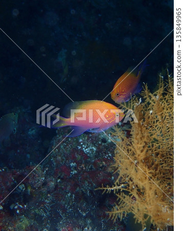 美麗的紅鯛魚 美麗的紅鯛魚 135849965