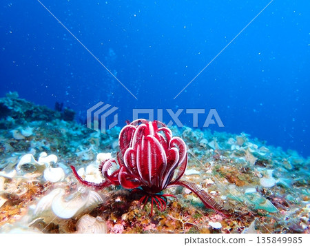 Blue sea and beautiful sea ferns 135849985