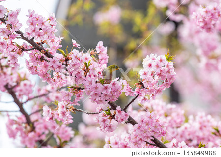 A Japanese white-eye eating among cherry blossoms in full bloom 135849988