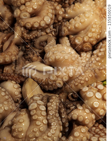 Octopus 135850019
