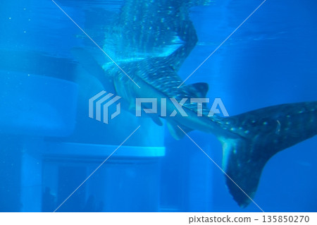 A whale shark swimming just below the surface of the water to make a turn A whale shark swimming just below the surface of the water to make a turn 135850270