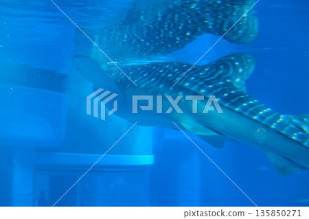 The whole body of a whale shark swimming underwater to turn The whole body of a whale shark swimming underwater to turn 135850271