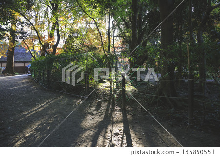 Nov 23 2025 Tranquil Joke en Japanese Garden in Kyoto Japan 135850551