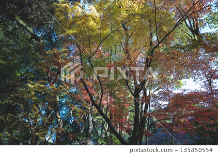 Nov 23 2025 Tranquil Joke en Japanese Garden in Kyoto Japan Nov 23 2025 Tranquil Joke en Japanese Garden in Kyoto Japan 135850554