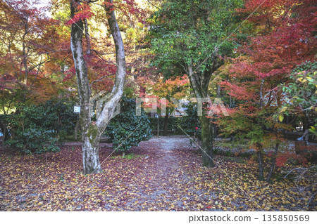 Nov 23 2025 Historic Kamigamo Shrine in Kyoto Japan Landscape Nov 23 2025 Historic Kamigamo Shrine in Kyoto Japan Landscape 135850569