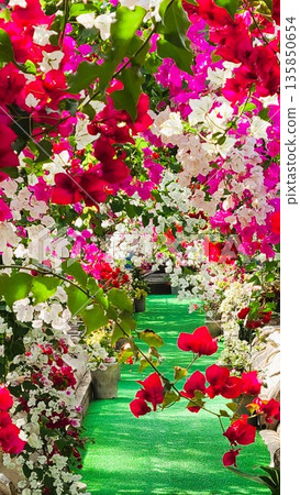 Bougainvillea flower material background Bougainvillea flower material background 135850654