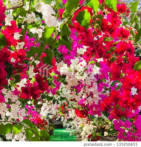 Bougainvillea flower material background Bougainvillea flower material background 135850655