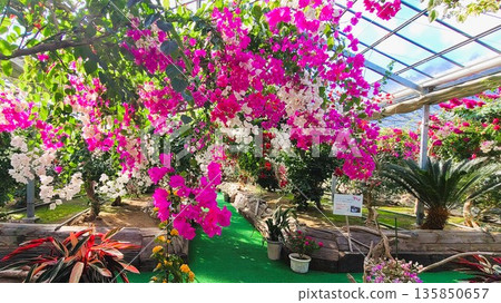 Bougainvillea flower material background Bougainvillea flower material background 135850657