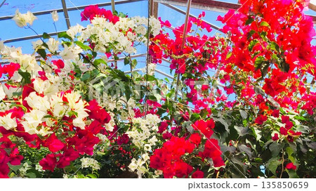Bougainvillea flower material background 135850659