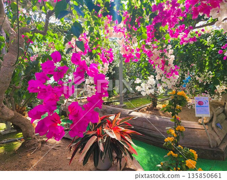 Bougainvillea flower material background Bougainvillea flower material background 135850661