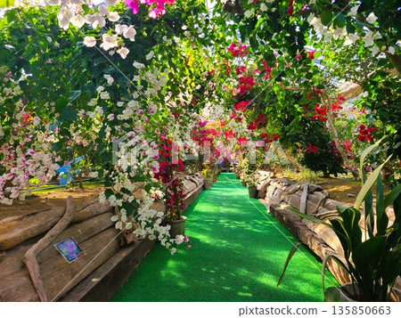 Bougainvillea flower material background Bougainvillea flower material background 135850663