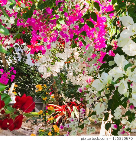 Bougainvillea flower material background 135850670