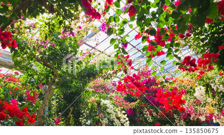 Bougainvillea flower material background Bougainvillea flower material background 135850675