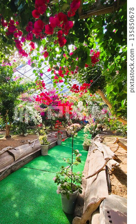 Bougainvillea flower material background 135850678