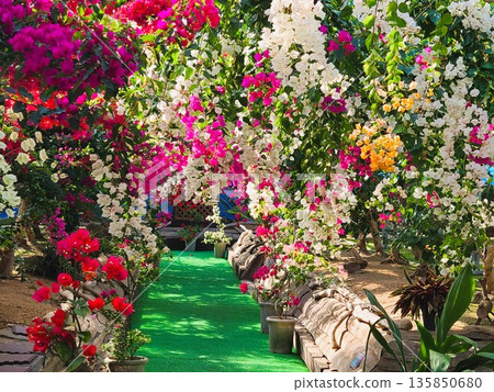 Bougainvillea flower material background Bougainvillea flower material background 135850680