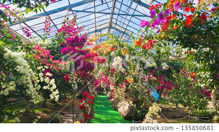 Bougainvillea flower material background Bougainvillea flower material background 135850681