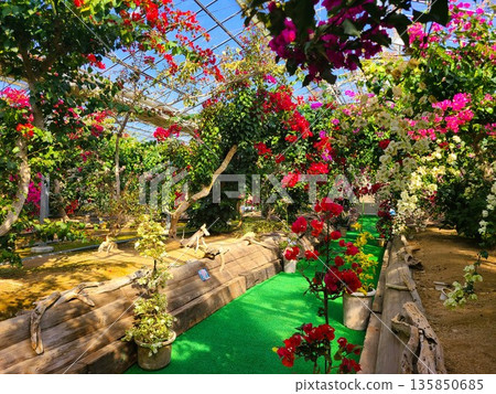 三角梅花卉素材背景 三角梅花卉素材背景 135850685