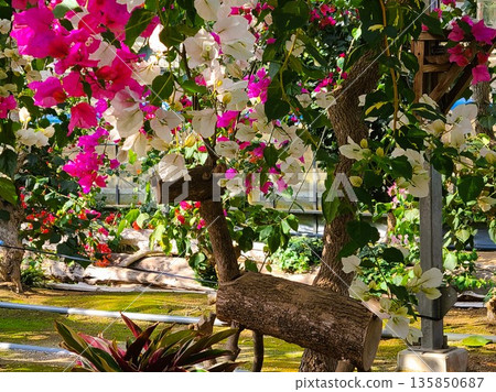 Bougainvillea flower material background Bougainvillea flower material background 135850687