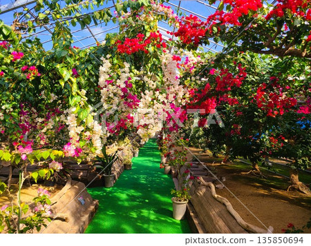 三角梅花卉素材背景 三角梅花卉素材背景 135850694