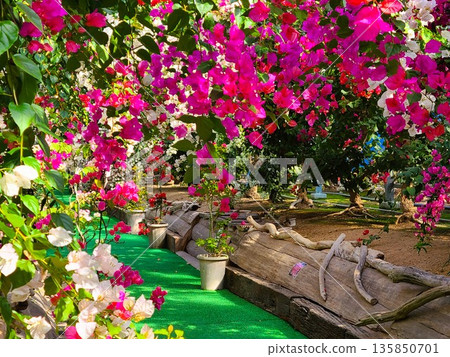 Bougainvillea flower material background Bougainvillea flower material background 135850701