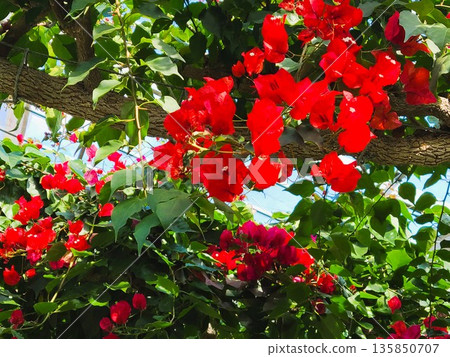 Bougainvillea flower material background 135850707