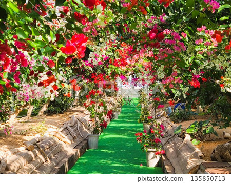 Bougainvillea flower material background 135850713