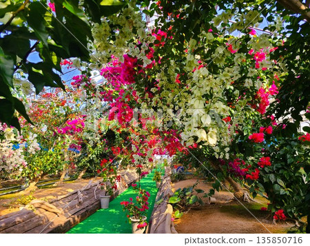 Bougainvillea flower material background 135850716