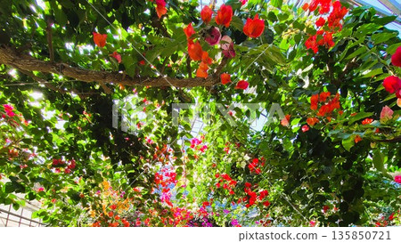 Bougainvillea flower material background Bougainvillea flower material background 135850721