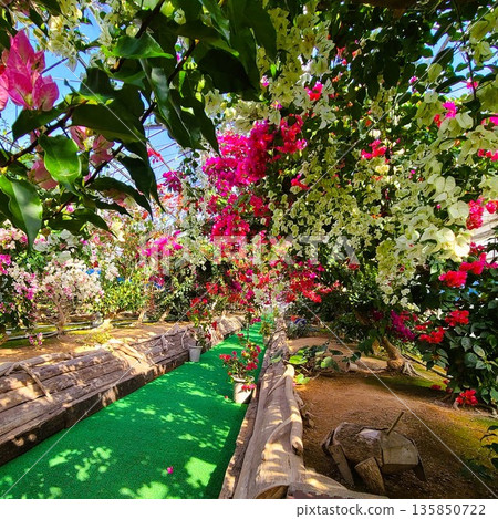 Bougainvillea flower material background Bougainvillea flower material background 135850722