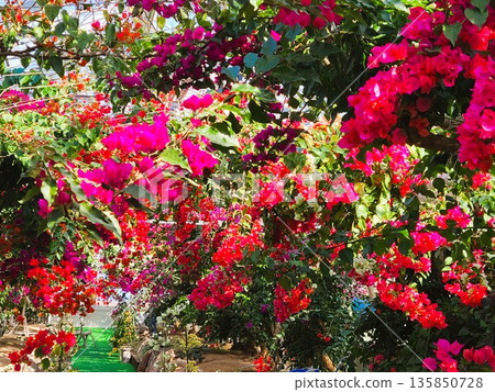 Bougainvillea flower material background 135850728