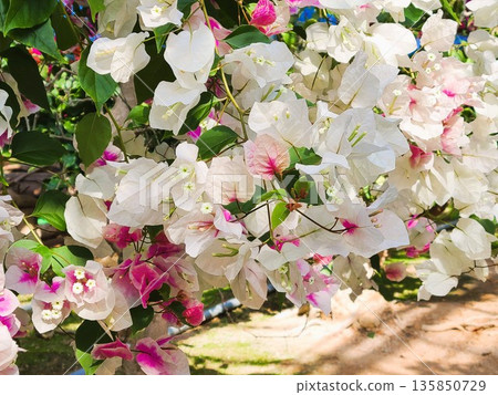 Bougainvillea flower material background 135850729