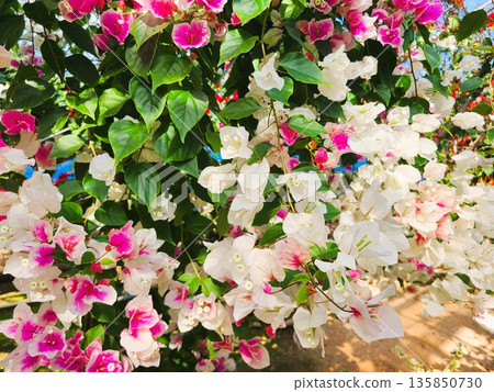 Bougainvillea flower material background 135850730