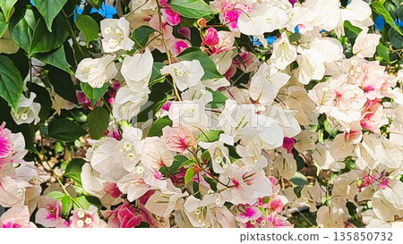 Bougainvillea flower material background Bougainvillea flower material background 135850732