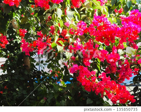 Bougainvillea flower material background 135850735