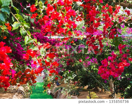 Bougainvillea flower material background Bougainvillea flower material background 135850736