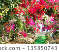 Bougainvillea flower material background 135850743