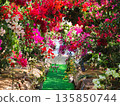 Bougainvillea flower material background 135850744