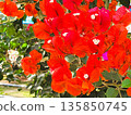 Bougainvillea flower material background 135850745