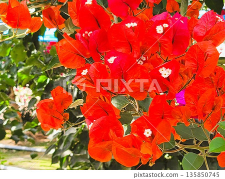 Bougainvillea flower material background 135850745
