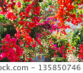 Bougainvillea flower material background 135850746