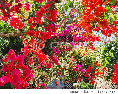 Bougainvillea flower material background Bougainvillea flower material background 135850746