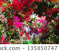 Bougainvillea flower material background 135850747