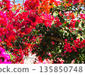 Bougainvillea flower material background 135850748