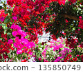 Bougainvillea flower material background 135850749
