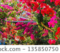 Bougainvillea flower material background 135850750